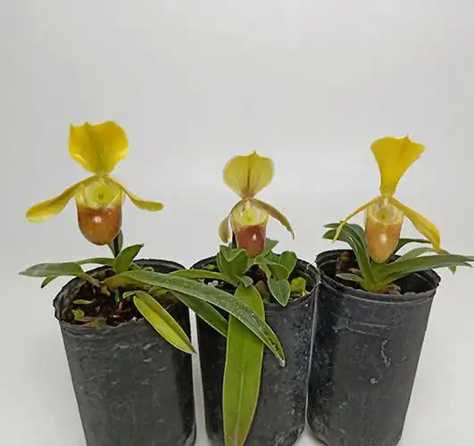 兜兰绿缘兰花原生海伦巧花paph.helenae迷你型植株花卉