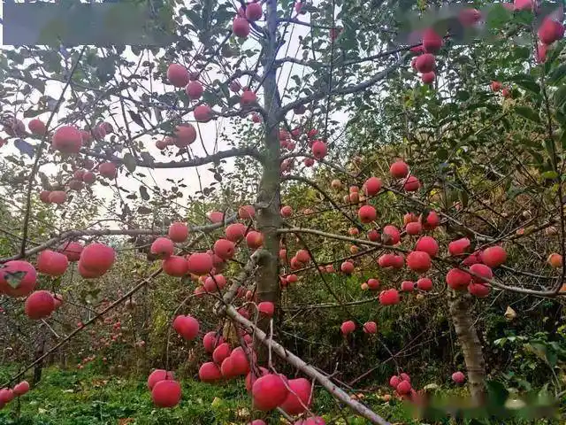 贼甜平山东白面红的苹果熟了