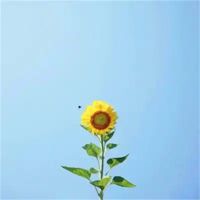 头像图片干净简单