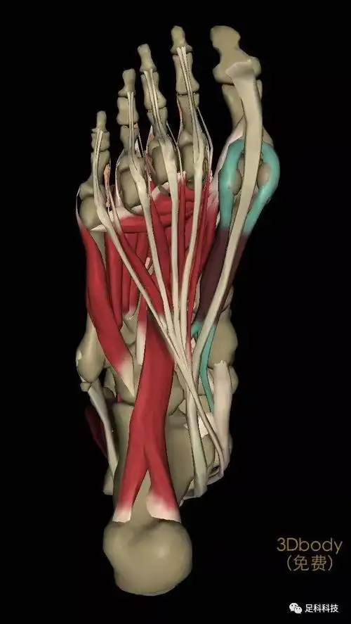 足部肌肉 - 知乎