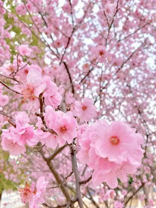 桃花春日里的小碎片07