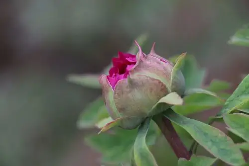 赏花 富贵牡丹含苞待放 写美篇天教晚发赛诸花.
