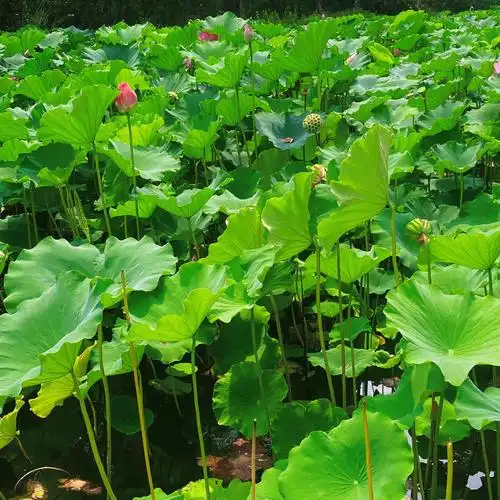 夏日的公园风景