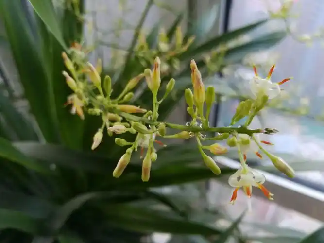 龙须树开花,你见过吗?