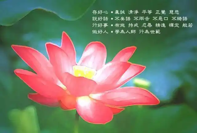 凭什么"莲花"可以看成佛教的象征?