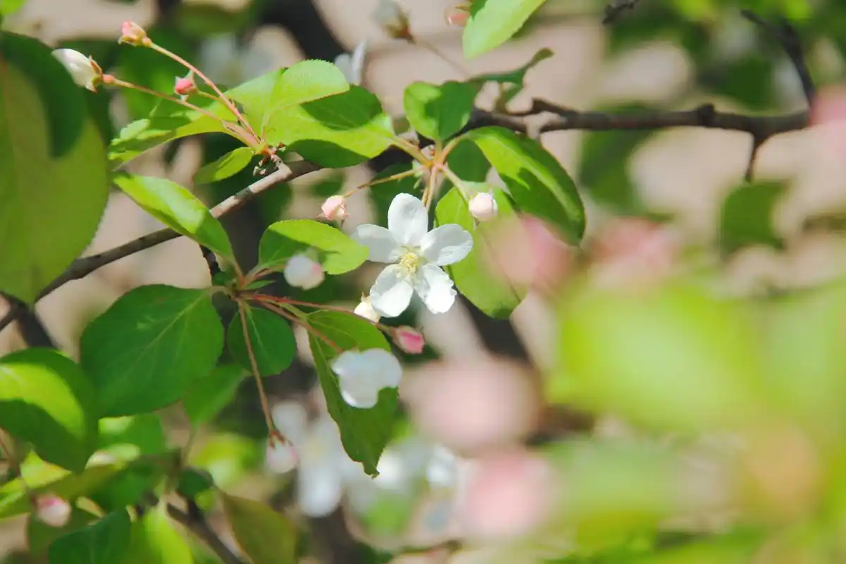 清新淡雅出尘脱俗的海棠花 摄于安徽凤阳小岗村乡村旅游景区