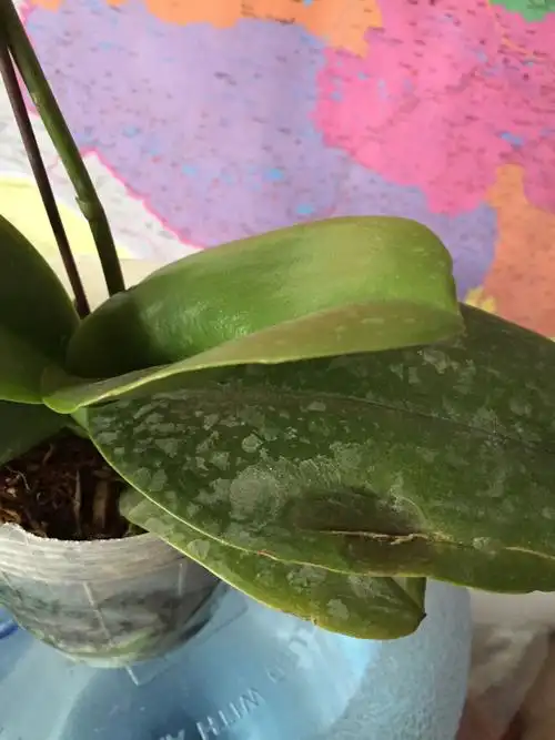 大家帮忙看看蝴蝶兰得了什么病,叶子烂了.