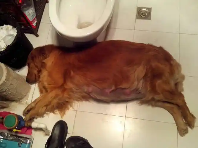 我家金毛怀孕55天了,现在肚子巨大.