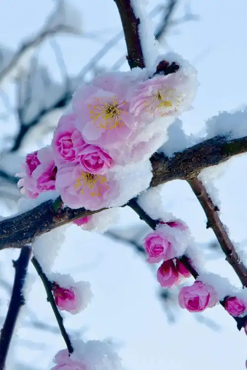 清平乐——咏雪中梅花