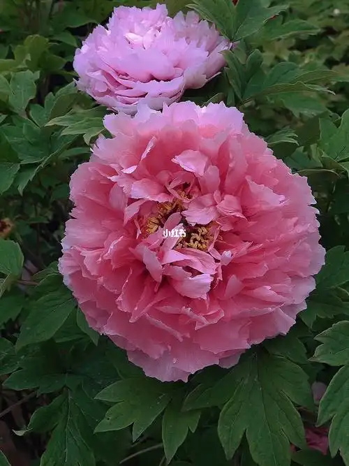 洛阳牡丹洛阳红二乔