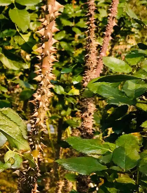月季花杆儿上的刺刺头