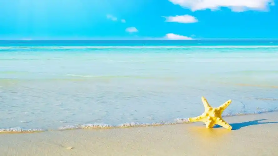 海边小海星图片桌面壁纸高清大图预览1920x1080_风景壁纸下载_美桌网