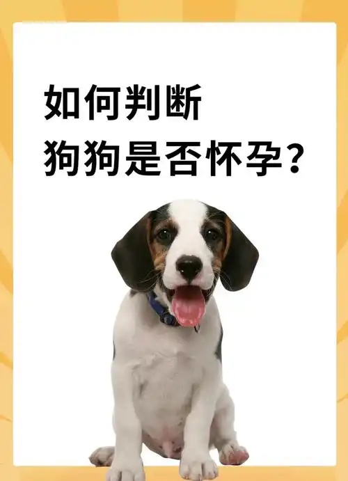 你知道如何判断狗狗怀孕?