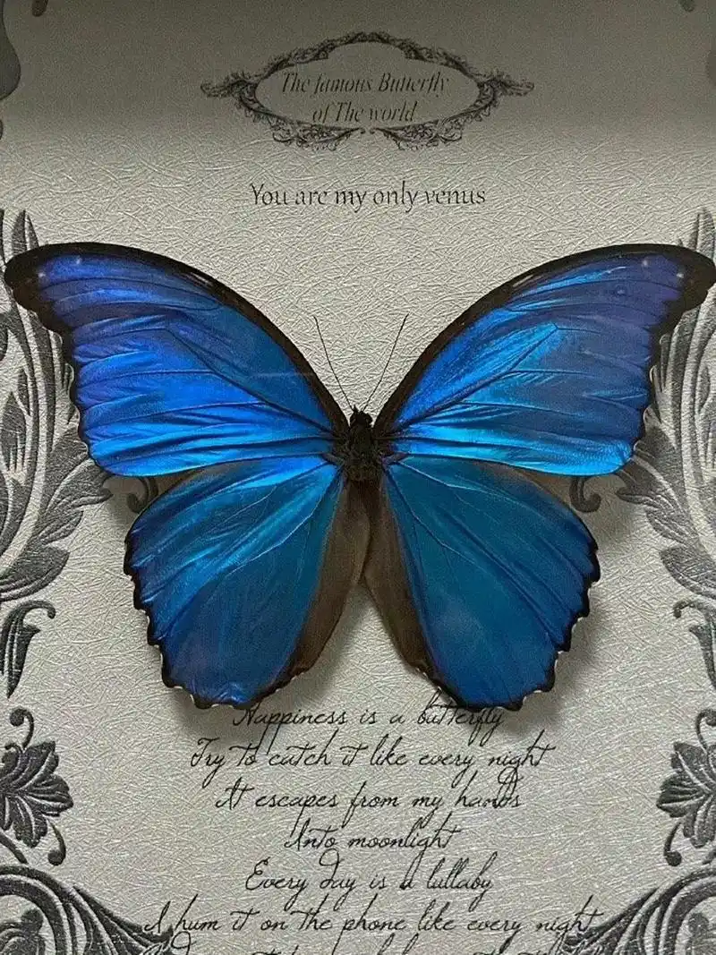 梦幻般蓝色蝴蝶壁纸 #壁纸# #壁纸分享# #跨年创作挑战赛