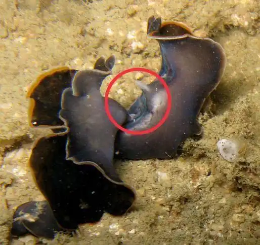 海扁虫:一种靠决斗来决定谁来当"妈"的神奇生物