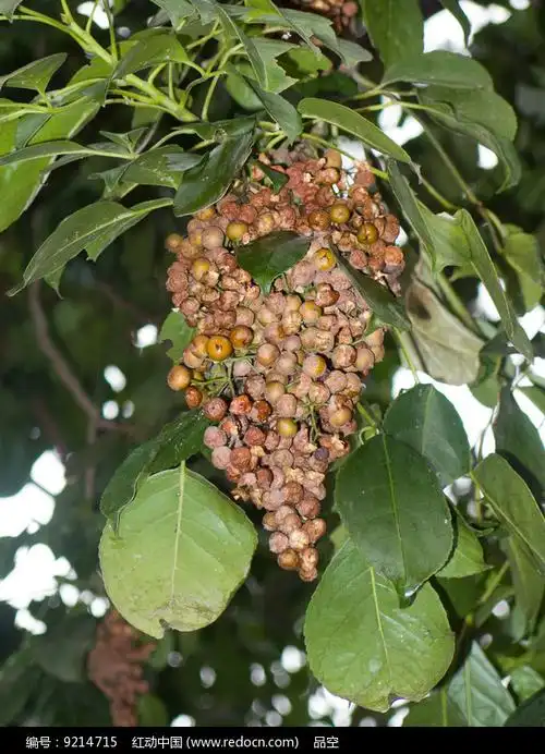 秋枫成熟后的果实