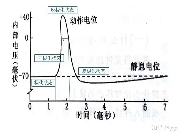 极化状态:静息状态,内负外正去极化状态:膜内电位差减小反极化状态:内