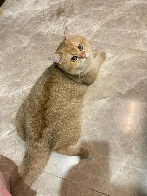 成年金渐层公猫找母猫配种超级可爱配种