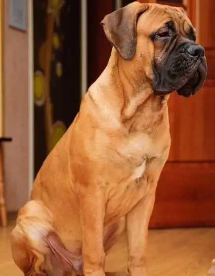 世界名犬——斗牛獒犬的基本介绍以及性格特点