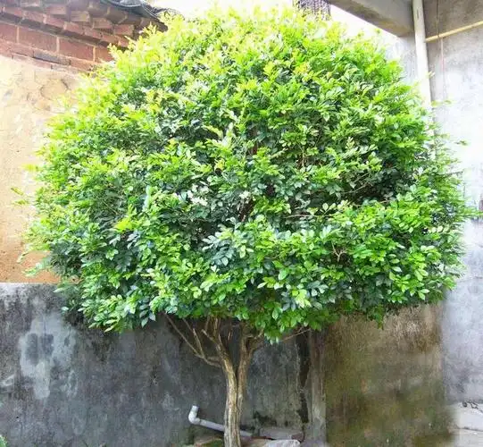 九里香树图片(九里香树图片大全大图)