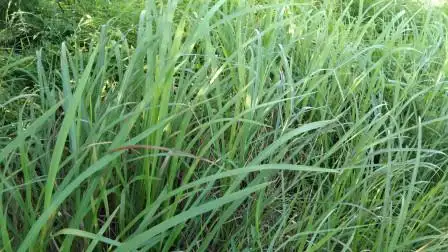 农村常见的一种野草叫《丝茅根》是农民眼中的恶性野草,很难锄掉