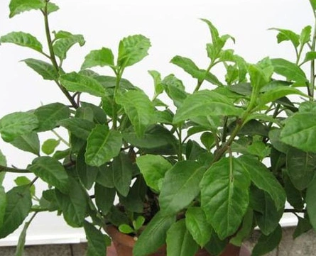 红茎明月草功效和作用是什么呢