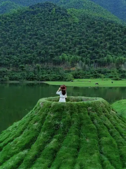 久久柒@沐沐沐@几何半圆伊春金林区鹤嫩公路500多只天山马鹿和梅花鹿