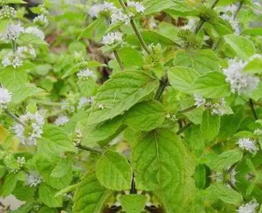 香茶菜_中药大全