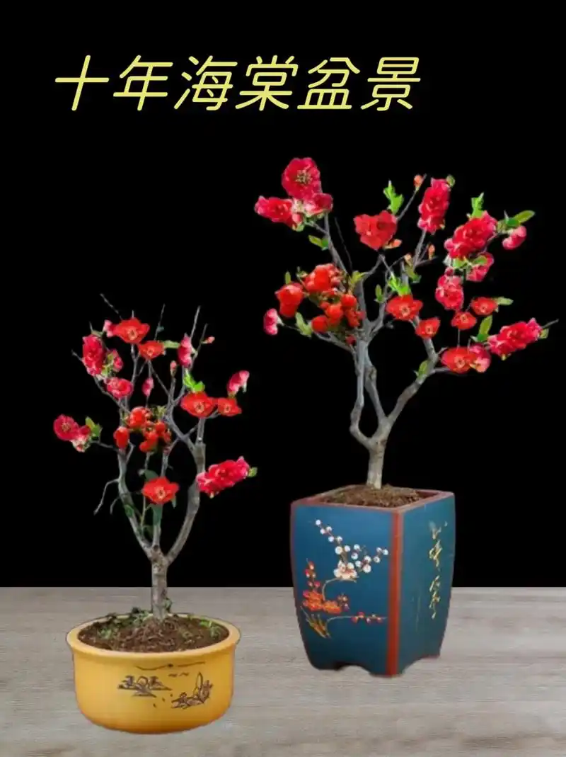 海棠花 海棠花寓意1.用来表示美丽,漂亮的女 - 抖音