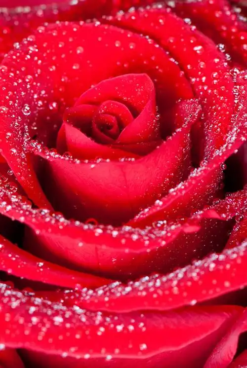 盛开的红玫瑰花图片