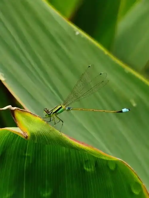 蜻蜓飞舞千姿百态02690269