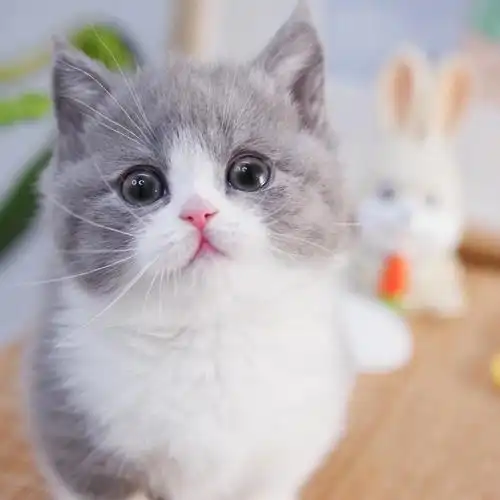 小猫可爱宠物活体曼基康曼赤肯矮脚乳白血统长毛猫咪