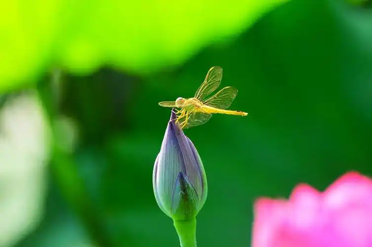 美丽的河口我的家之六拍荷花与蜻蜓20200812