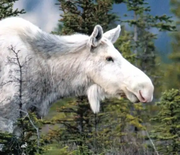 加拿大惊现罕见的"白精灵"驼鹿网络疯传