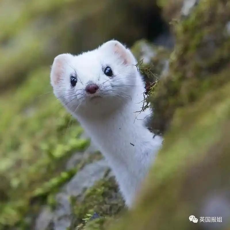 雪地精灵最萌捕手这个小家伙就是动物界的颜值担当