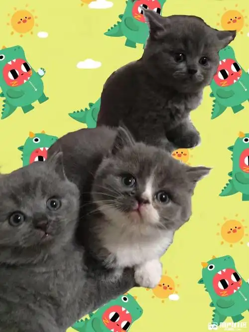 家养小蓝猫小美短低价出售找主人