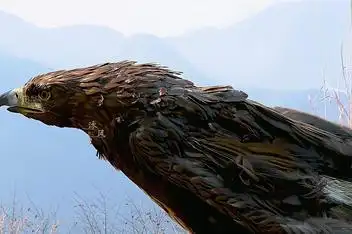 杨过大雕会开枪_百度视频搜索