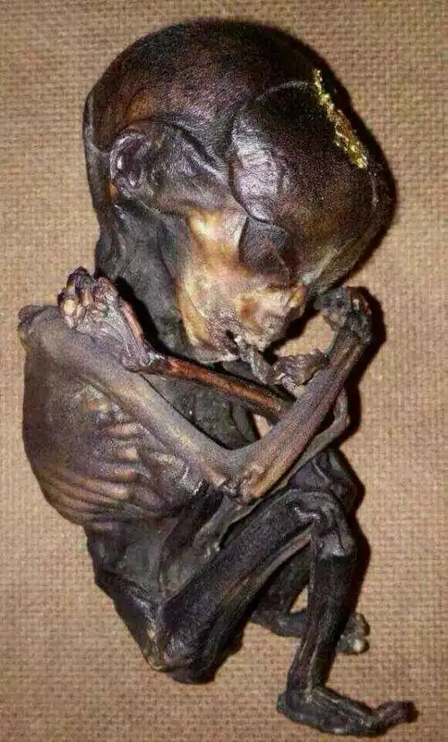 张柏芝养小鬼然后被艳照,揭秘泰国蛊术