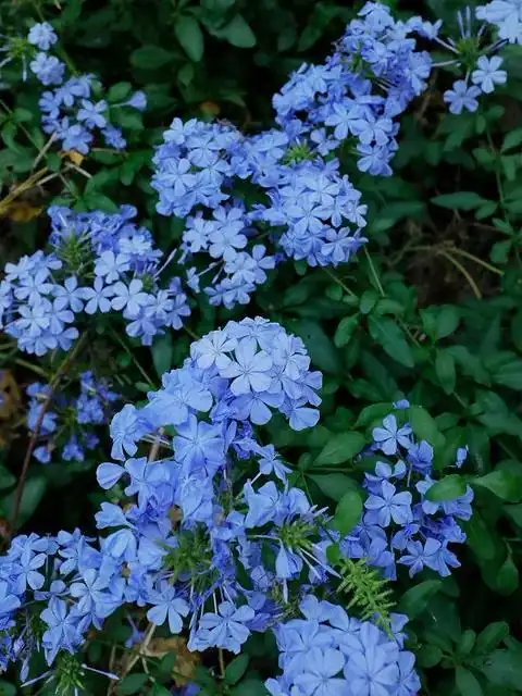蓝雪花的花期在炎热的夏季,花朵是蓝色的,给人很清爽的一种感觉.