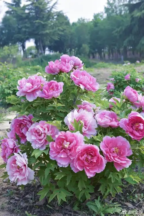 山河春意花开运城之洞宾祖庙牡丹花开