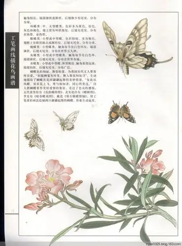 工笔画白描---蝴蝶