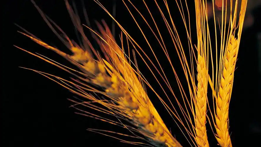 麦穗麦田 壁纸(三) #3 - 1920x1080