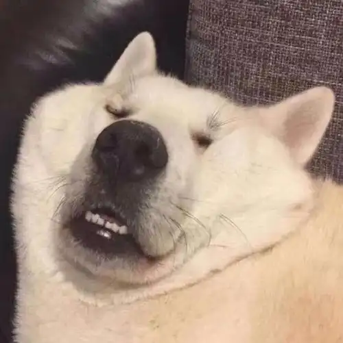 沙雕动物头像高清_第1页