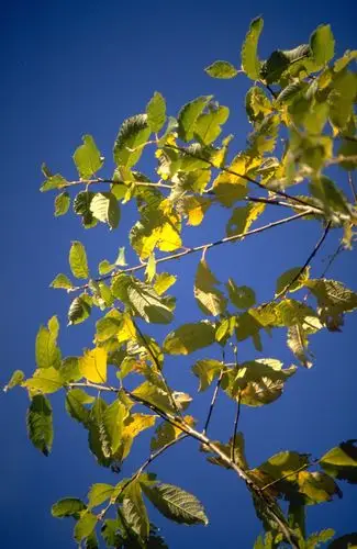 树木高清图片素材三(40p)[photoshop资源网|ps教程|psd模板|照片处理