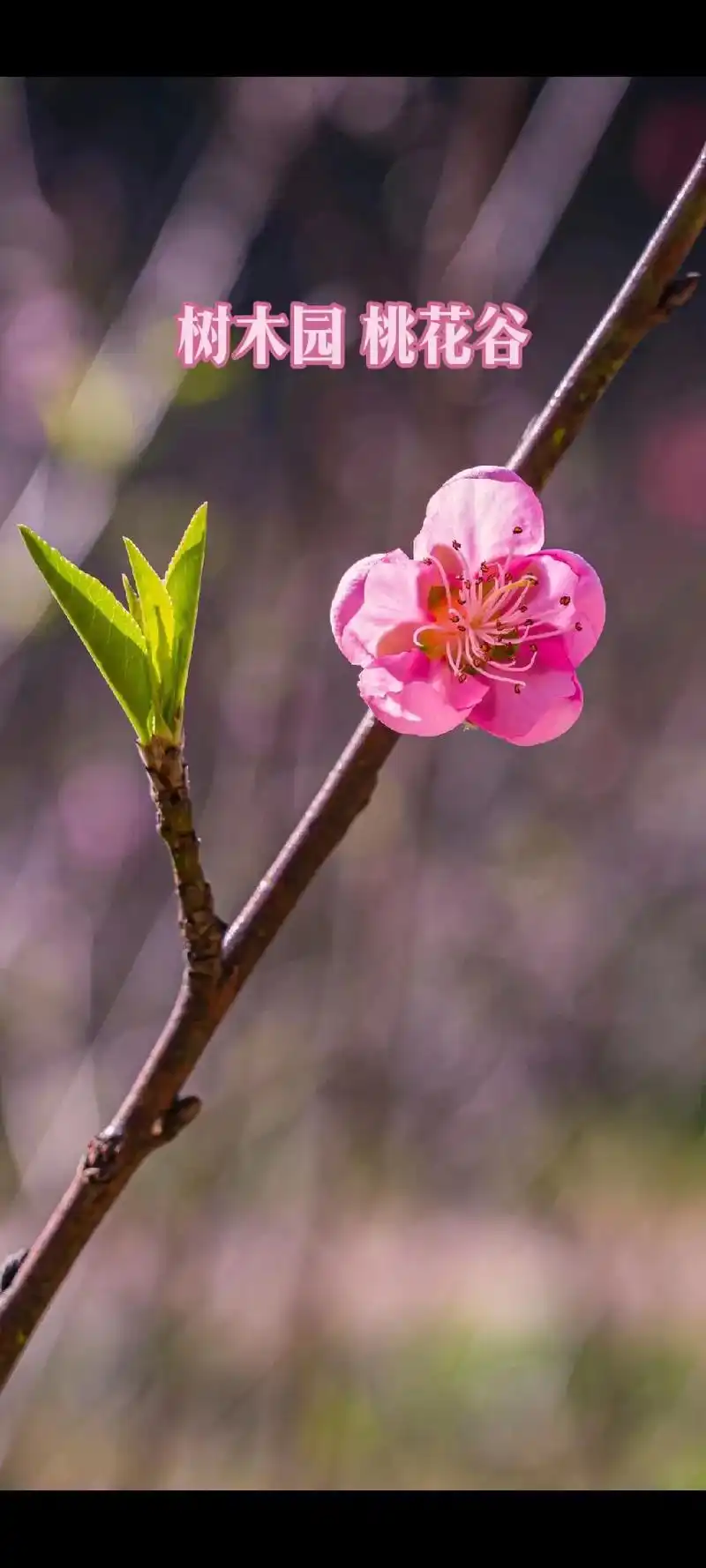 树木园桃花谷