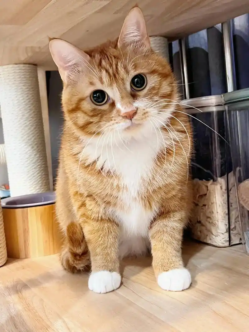 入冬变小猪.#橘猫 #家有大橘 #这么可爱的小猫咪 #萌宠出 - 抖音