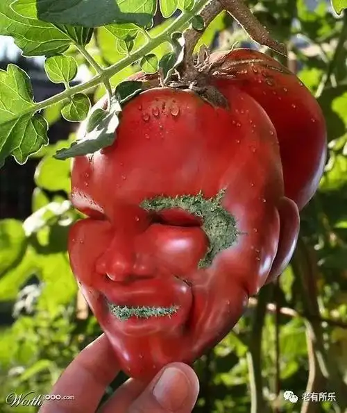 发你36张不正经照片,笑死人不偿命!专治不开心!