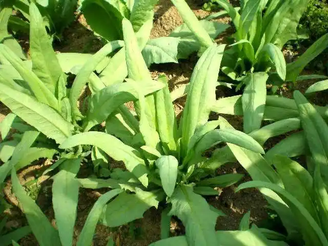 养猪种草,看看苦荬菜养殖效果如何?一年的亩产量到底有多少