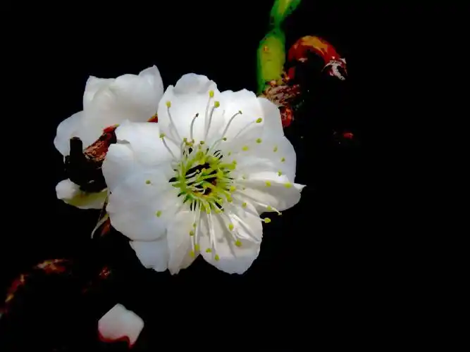 山豆儿的百花园(112)梅花之四:玉蝶梅,玉蝶游龙梅