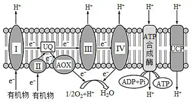Ⅱ,Ⅲ,Ⅳ,aox,uq表示在真核细胞中有氧呼吸的第三阶段参与电子传递的
